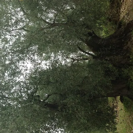 Ξενοδοχείο με διαμερίσματα Valleverde Βιέστε