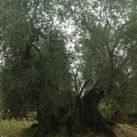 Valleverde מלון דירות 3*